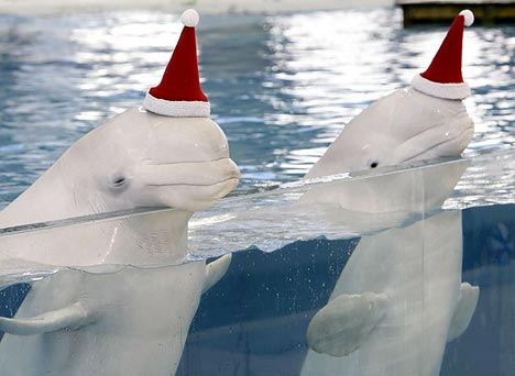 whales with santa hats.jpg